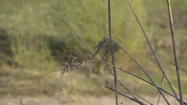 Клёв карася на вечерней зорьке на поплавок. Рыбалка на маховую удочку с гусиным пером. смотреть онлайн