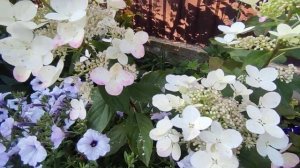Гортензия метельчатая «Ангел Блаш» «Руби»  (Hydrangea paniculata`Angels Blush` `Ruby`)???
