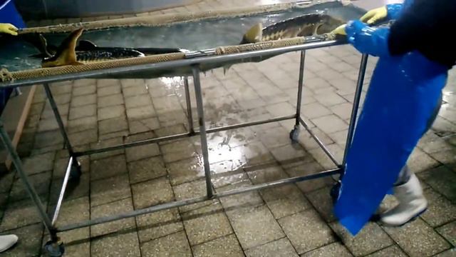 акватир, экскурсия смотреть онлайн