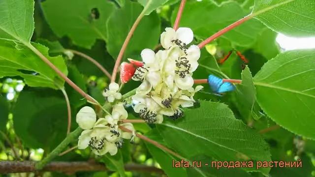 Актинидия аргута Мэйл мужской (male) ? обзор: как сажать, саженцы актинидии Мэйл мужской смотреть онлайн