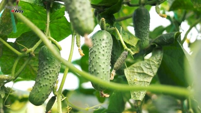 Завязь На Каждом Листе До Холодов! Соседка Рассказала Как Она Ухаживает За Огурцами В Июле И Август смотреть онлайн
