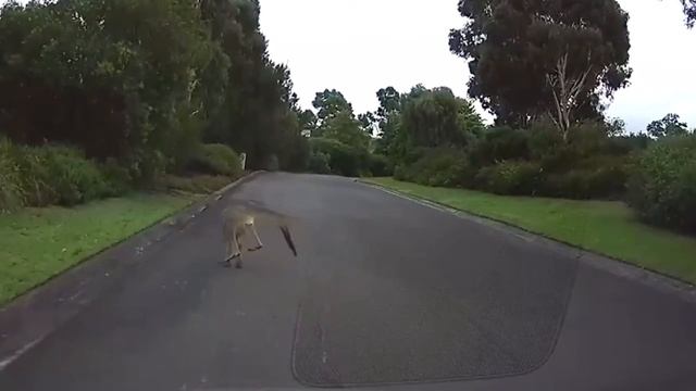 Crazy Kangaroo (hd) смотреть онлайн