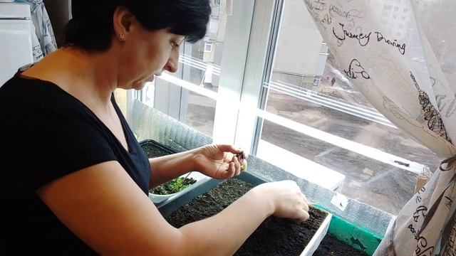 Пикирую цветы/утепление рассады/что взошло/НАТАЛИЯ БОС смотреть онлайн