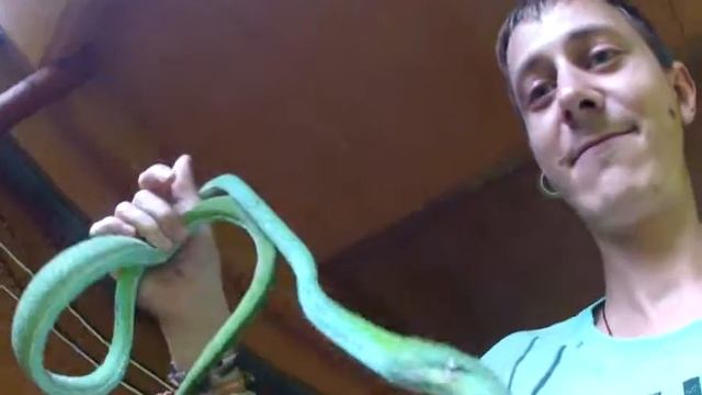 Травянисто-зелёная плетевидка змея Ahaetulla prasina смотреть онлайн