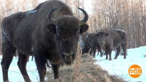 Знай природу своей страны! Доброе утро. Фрагмент выпуска от 19.02.2024