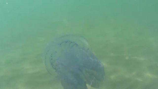 Нашествие медуз. Медузы - корнероты 2018