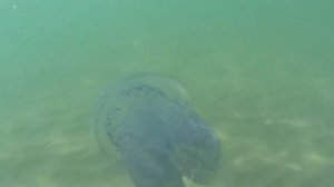 Нашествие медуз. Медузы - корнероты 2018