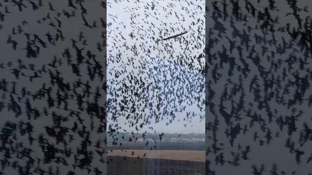 Вороны стая (вид с окна) смотреть онлайн