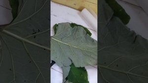 Компресс из лопуха. Что делать,если болят колени или суставы #лопух #компресс #народныесредства