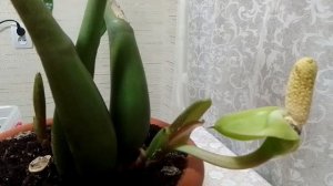 Когда цветёт замиокулькас.