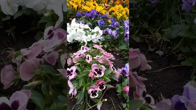 АНЮТИНЫ ГЛАЗКИ. ЯРКАЯ ЛЕТНЯЯ КЛУМБА . смотреть онлайн