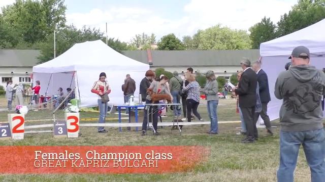 "Золотое сечение 2018" Всероссийский чемпионат такс. смотреть онлайн