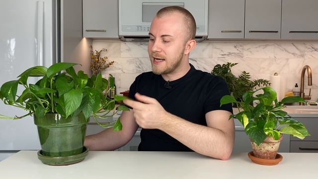 How To Care For Golden Pothos (Epipremnum aureum) | Plant Of The Week Ep. 35 смотреть онлайн