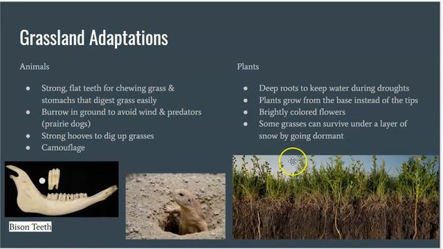 DLD 4 30 2020 смотреть онлайн