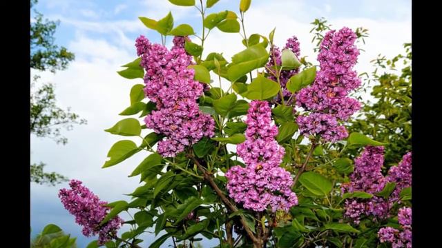 Lilacs смотреть онлайн
