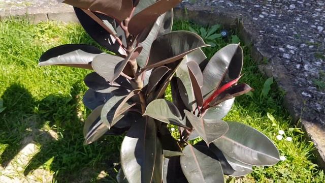 Португалия | Цветочки! Оладьи из чечевичной муки! смотреть онлайн