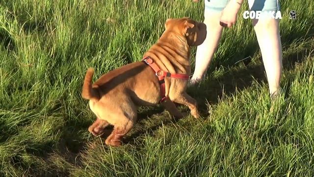 Одним словом Шарпей | Shar Pei смотреть онлайн