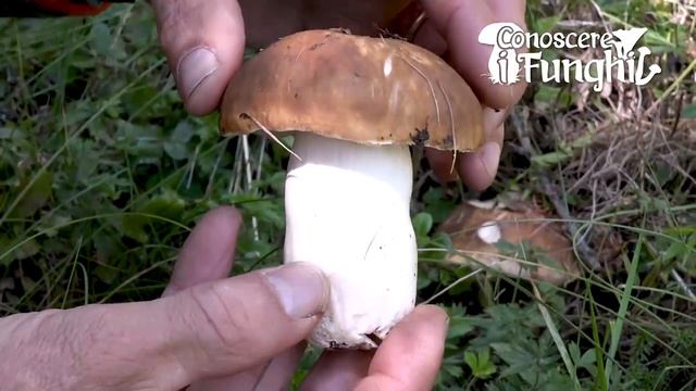 Conoscere i Funghi - Russula mustelina смотреть онлайн
