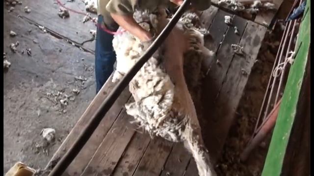 Стрижка овец.Скоростные стригали Калмыкии.VOB смотреть онлайн
