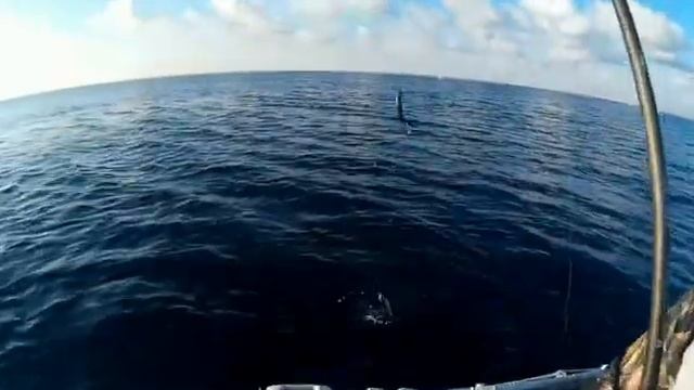 Ловля пеламиды Рыбалка на Черном море г Новороссийск смотреть онлайн