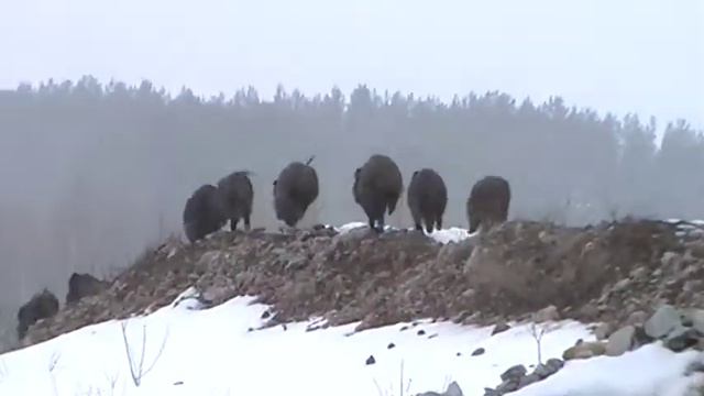 кабанчики строем. на карьере "айду"mpg смотреть онлайн
