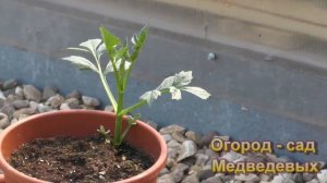 Какие цветы   посадить в кашпо. Моя композиция