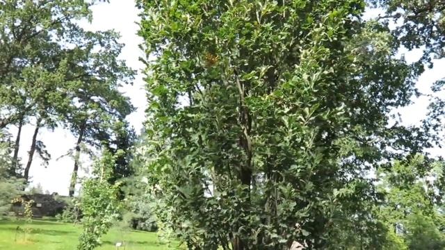 Quercus robur 'Fastigiata' dub letní křemelák смотреть онлайн