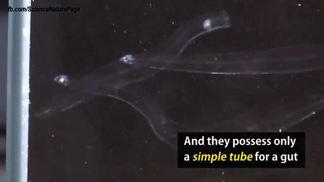 Transparent Fish Leptocephalus смотреть онлайн