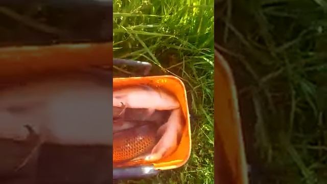 Серебряная чаша 04.07.2020.2 смотреть онлайн