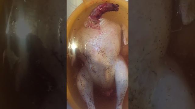 Индюк Бронзовый широкогрудый 5 месяцев, вес тушки! смотреть онлайн