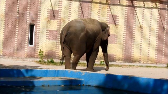 Азиатские слоны в Ростовском зоопарке. 25.09.20 г. смотреть онлайн