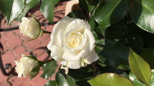 Роза Тантау Алабастер, Rosa Alabaster. смотреть онлайн