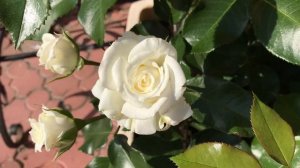 Роза Тантау Алабастер, Rosa Alabaster.