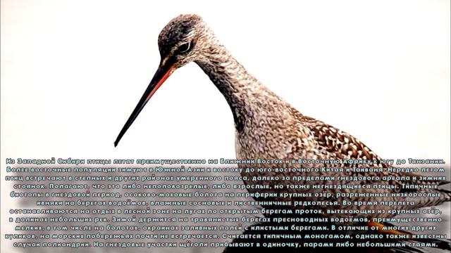 Щеголь - dandy смотреть онлайн