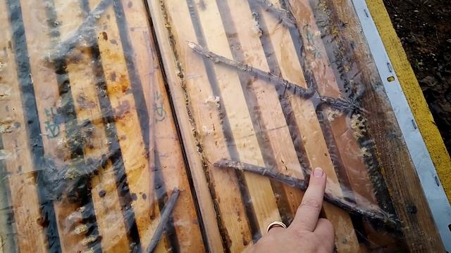 Не спешите выбрасывать старых маток! Зачем их оставлять на пасеке смотреть онлайн