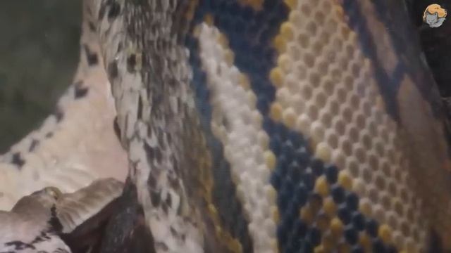 Ужасающие последние минуты жизни Эллиота Сенсмана смотреть онлайн