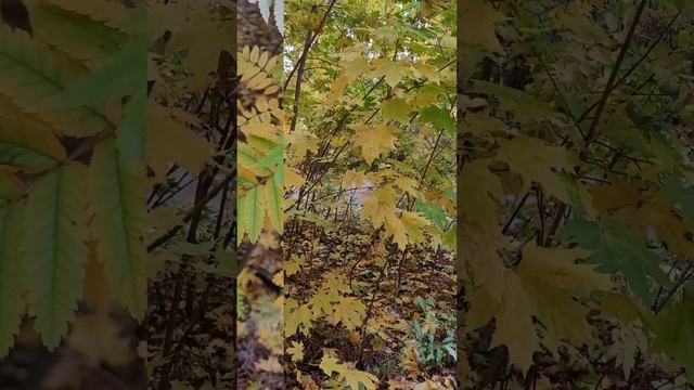 А я люблю осень смотреть онлайн