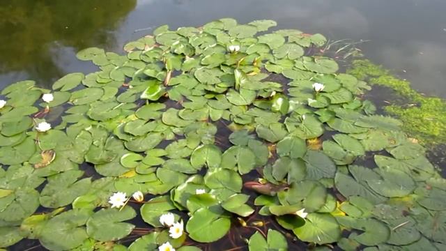 Frogs sounds, calls, voice, jumps, swim. A frog song. Frog prince, princess, queen. Nature sounds смотреть онлайн