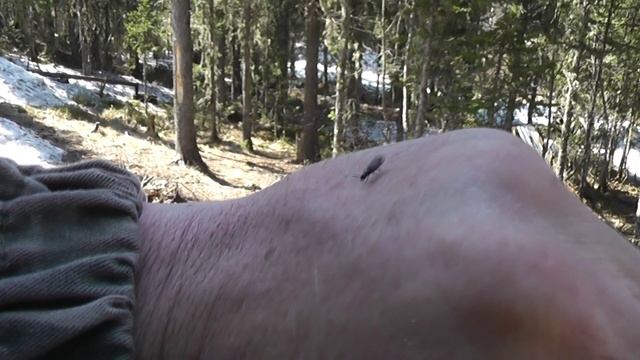 По лесу весной 22 г. смотреть онлайн