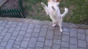 Японский хин