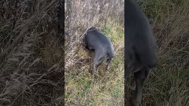 Копатель Тор❤️#tttt #cane #канекорсо #canecorso #canecorsoitaliano #канекорсоитальяно смотреть онлайн