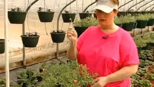 Calibrachoa Hanging Baskets смотреть онлайн