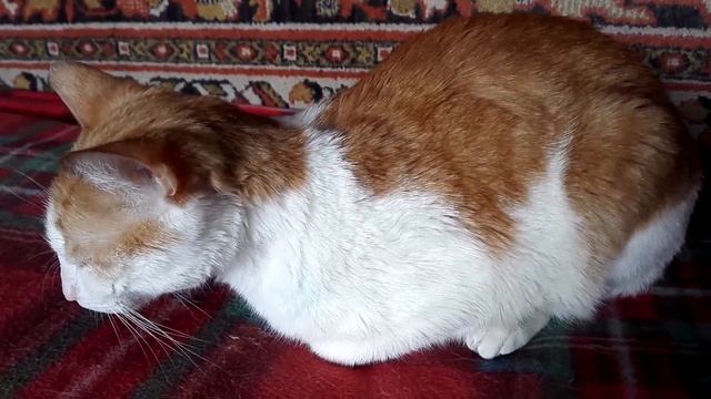 Котик ПОЁТ-урчит колыбельную! Иллюстрация Юрия Васнецова. смотреть онлайн