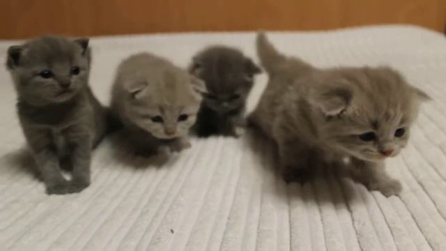 Шотландские котята. Возраст 3 недели. Помет на И смотреть онлайн