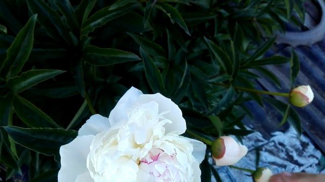 С добрым утром!!! смотреть онлайн