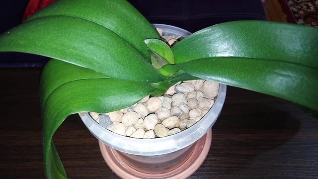 Как заставить орхидею нарастить листья смотреть онлайн