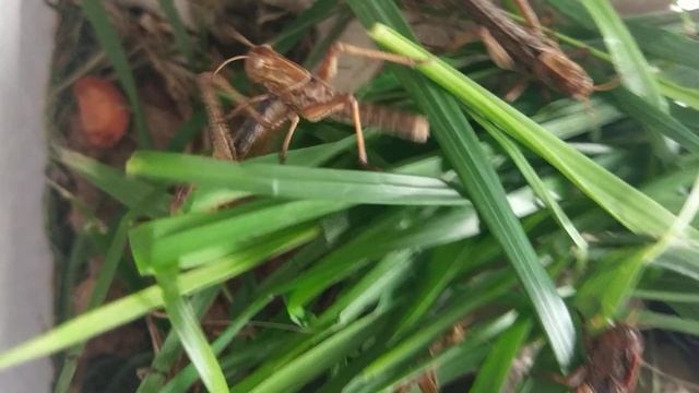 Азиатская перелетная саранча подросла :-) Кормление смотреть онлайн