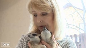 Дом с сурикатами: екатеринбурженка держит в квартире семейку хищников