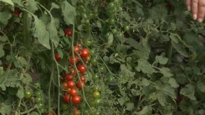 Томаты серии КАСКАД - Каскад рябиновый