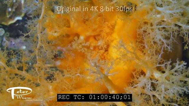 Burrowing Sea Cucumber Cucumaria miniata feeding 4K stock footage смотреть онлайн